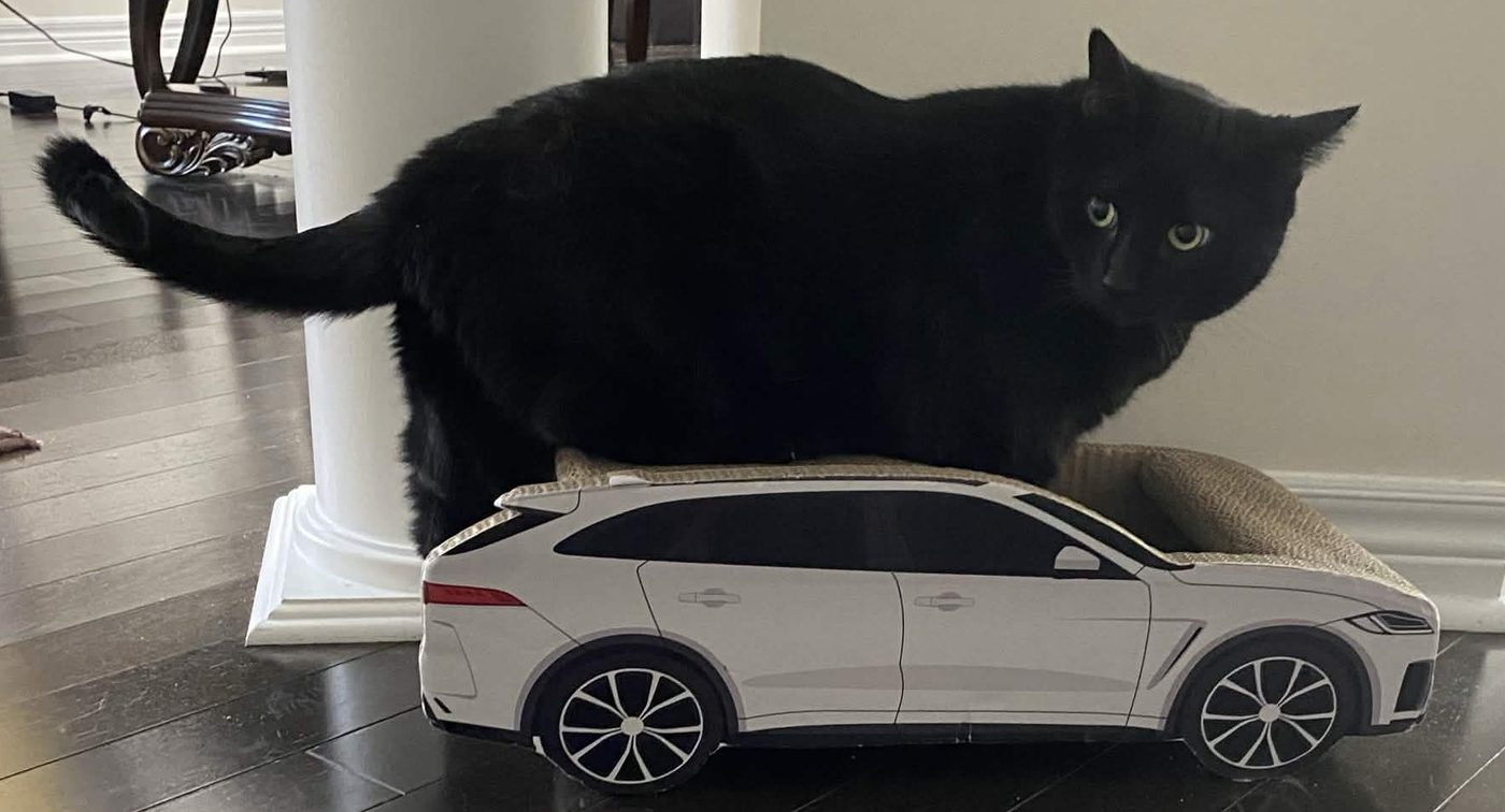 Ballin, a black cat, sitting on top of a cardboard toy car
