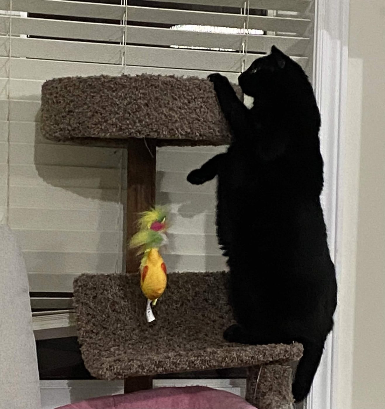 Ballin standing on her hind legs on a cat tree, reaching up for a feather toy